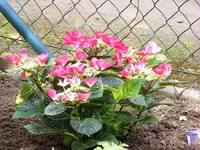 10Hortensie.webp