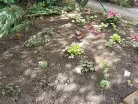 11SchattenbeetHortensie.webp