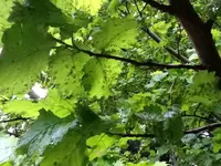image.webp