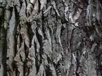 DSCF1543.webp