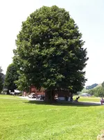 image.webp
