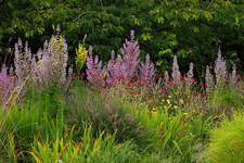 niederdeutscher Bauerngarten_grün_gelb_purple_rot_700.webp