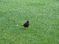 Amselmama auf Futtersuche.webp