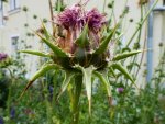 Distel aus Gartenpforte (1).jpg