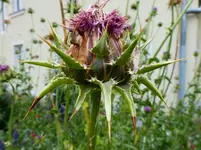 Distel aus Gartenpforte (1).webp