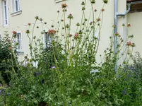 Distel aus Gartenpforte (2).webp