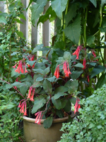 Fuchsie.webp