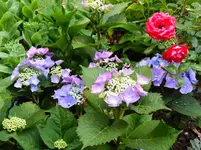 Hortensie kuschelt Rose (1).webp