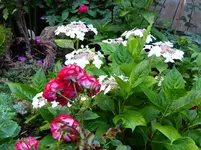 Hortensie kuschelt Rose (3).webp