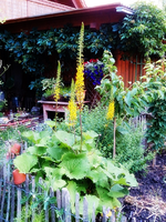 Ligilaria.webp