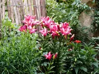 Lilien (1).webp