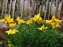 Lilien (2).webp
