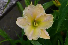 Rüschenanja.webp