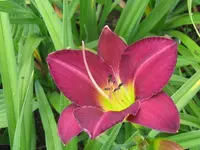 all american plum_1024x768.webp