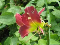 cameroons_1024x768.webp