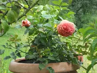 SAM_4764.webp