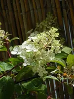 HydrVanilleFraiseBlüte.webp