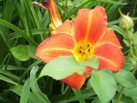 133.webp