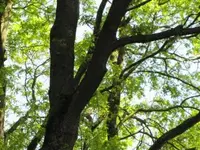 Bild 438.webp