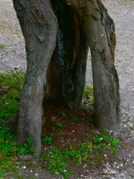 PA090058.webp