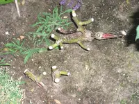 DSCF2741 II.webp