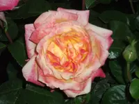 Garten40.webp