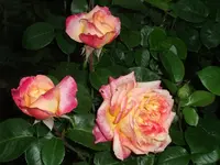 DSCF2738 II.webp