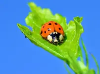 marienkäfer.webp