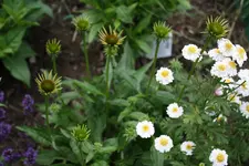 IMG_0009.webp