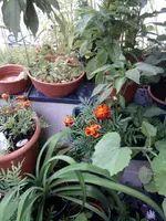 Balkon 2014 1.webp