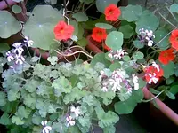 Duftgeranie.webp