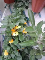 Schw. Susanne.webp
