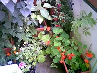 Kappu.webp