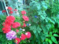 Geranie.webp