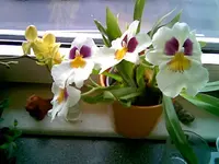 Orchidee.webp