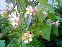 Storchenschnabel.webp