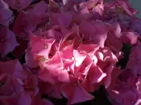 SAM_4780.webp