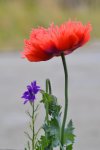 Mohn_0007.jpg