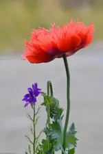 Mohn_0007.webp
