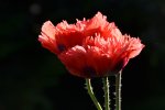 Mohn_0008.jpg