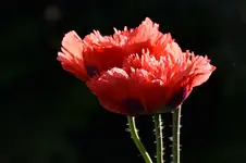 Mohn_0008.webp