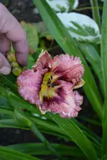 DSC_1974.webp