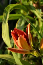 DSC_1987.webp