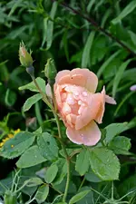 DSC_1976.webp