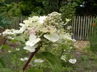 IMGP6727.webp