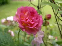 IMGP6726.webp