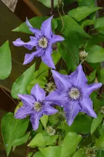 DSC_1966.webp