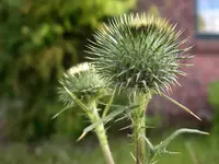 IMGP6733.webp