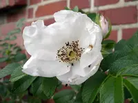 IMGP6730.webp