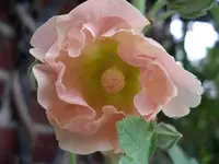 IMGP6725.webp